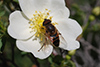 Eristalis pertinax